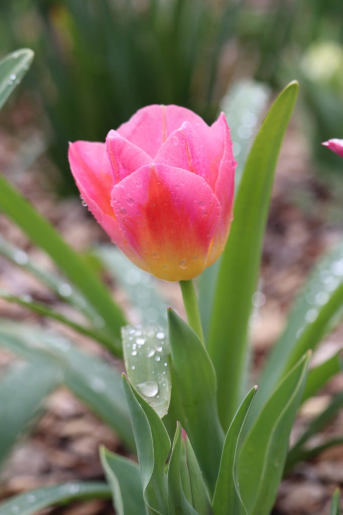 Tulip with Morning Dew