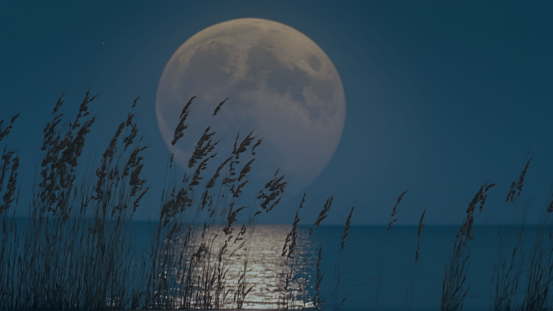 Moon and Sea Oats